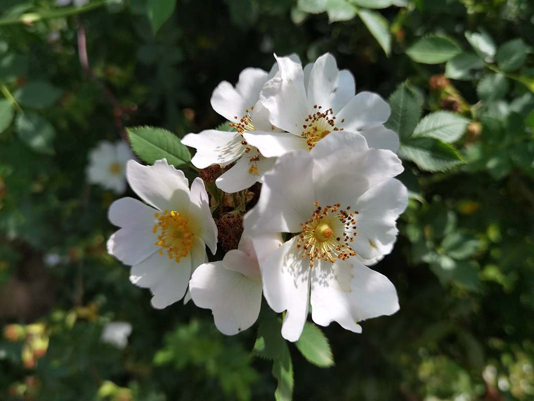 Rosa canina